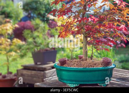 Closeup Bonsai der rot-Ahorn (Acer Palmatum) in seinem Topf Stockfotografie  - Alamy