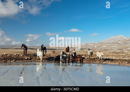 Wilde Bergpferde stehen in der Nähe eines gefrorenen Sees mit verschneiten Hügeln und hellem Winterhimmel in abgelegener Natur. Stockfoto