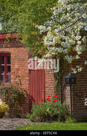 Schuppen, Pflanzen und Garten mit Blumen für Wachstum, Landschaftsgestaltung oder bunte Blüten. Frühling, Outdoor oder Haus mit Garten, Kirschbäumen und Tulpen für Stockfoto