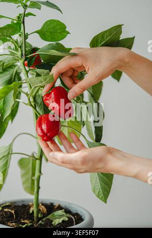 Die Hände pflücken sanft reife rote Paprika aus einer lebendigen grünen Pflanze in einem Topf und demonstrieren die städtische Landwirtschaft, nachhaltiges Leben und die Freude an einer frischen Ernte zu Hause Stockfoto