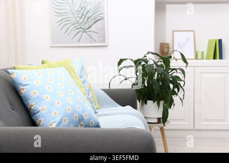 Weiche Kissen in farbenfrohen Kissenbezügen auf Sofa und Zimmerpflanze im Haus Stockfoto