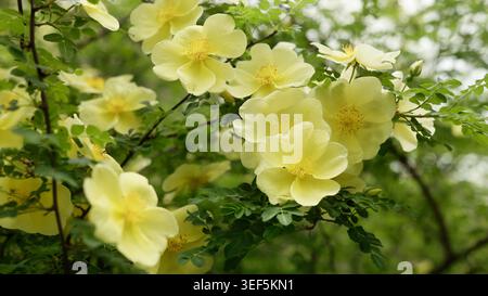 Gelbe Blüten der Busch-Canary-Bird-Rose oder Hugon's Rose blühen im Garten Stockfoto