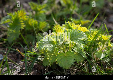 Frische junge Brennnesselpflanzen (Urtica dioica), die im Frühlingssonnenlicht wachsen und als nahrhaftes Wildgemüse und pflanzliche Lebensmittelzutat geschätzt werden. Stockfoto