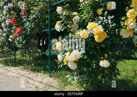 Leuchtende gelbe und cremefarbene Rosen auf grünem Metallspalier im Klostergarten Cimiez in Nizza. Traditionelle französische Riviera öffentliche Parklandschaft mit dichtem Stockfoto
