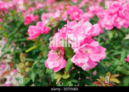 Leuchtender rosafarbener Rosenstrauch aus nächster Nähe im Cimiez Klostergarten in Nizza. Wunderschöne Landschaft des öffentlichen Parks an der französischen Riviera mit üppigen Blumenblüten und Grün Stockfoto