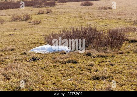 Ein kleiner, schmelzender weißer Schnee bleibt auf einem trockenen Grasfeld neben einem blattlosen Busch während der Frühjahrssaison auf dem Land zurück. Stockfoto