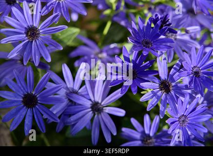 Leuchtende lila Gänseblümchen Blumen im blühenden Garten Stockfoto