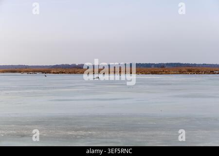 Minimalistische Landschaft mit wilden Vögeln, die auf dem Eis eines großen gefrorenen Sees mit trockenem Schilf und Wald am Horizont stehen. Stockfoto