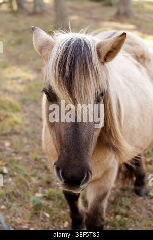 Ein Porträt eines hellbraunen Wildpferdes mit einer dicken blonden Mähne, die auf einer natürlichen Waldlichtung steht. Stockfoto