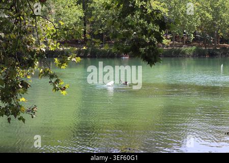 Eine ruhige Wasserszene in La Albufera de Anna in Valencia, Spanien, eingerahmt von überhängenden Baumästen. Das Bild zeigt zwei Gänse, die im schwimmen Stockfoto