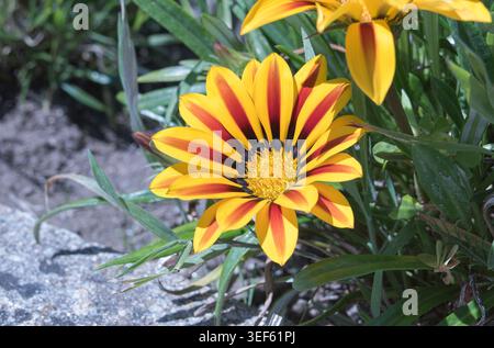 Nahaufnahme einer Schatzblume Gazania rigens blüht in einem Garten und zeigt gelbe Blütenblätter mit Bronzestreifen und grünem Laub Stockfoto