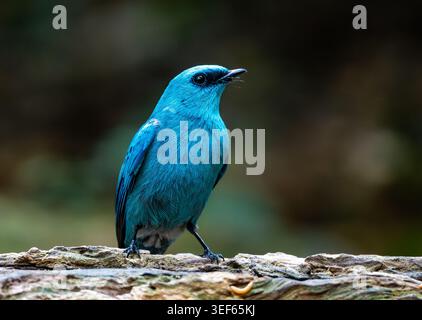 Ein Verditer Flycatcher (Eumyias thalassinus) auf der Suche im Wald. Vietnam. Stockfoto