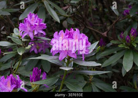 Violettes Azelea Rhododendron in einer natürlichen Gartenumgebung Stockfoto