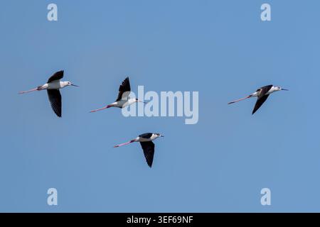 Wandernde Schwarzflügelstelzen im Flug, Gruppe von Wasservögeln in der Türkei Stockfoto