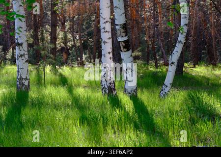 Wunderschöne Waldlandschaft mit weißen Birken und lebendigem grünem Gras im Sonnenlicht Stockfoto