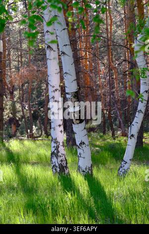 Malerische Aussicht auf weiße Birken in sonnendurchfluteten Kiefernwäldern mit üppigem grünem Gras Stockfoto
