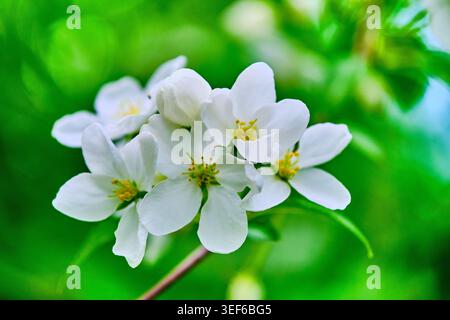 Schließen Sie weiße Blüten mit leuchtenden gelben Staubblättern vor hellem, gesättigtem grünem Hintergrund Stockfoto