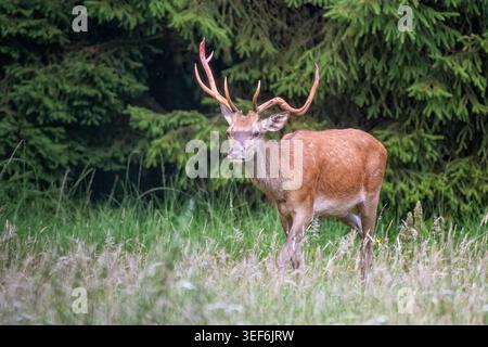 Ein Rothirsch (Cervus elaphus) steht im Sommer auf einer saftigen Waldwiese in Niedersachsen. Das Tier ist in vollem Samt, mit dem Geweih Stockfoto