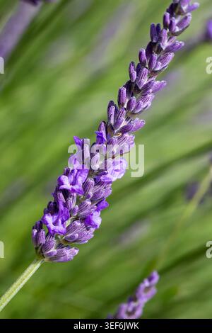 Einzelner lila Lavendelstiel mit scharfen Makrodetails, blüht vor einem traumhaften grünen Bokeh-Hintergrund in weichem natürlichem Licht. Stockfoto