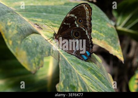Blauer Morpho-Schmetterling (Morpho peleides) mit ventralem Flügelmuster auf verschiedenem Blatt, Gefangenschaft, Schmetterlingshaus, Wien Stockfoto