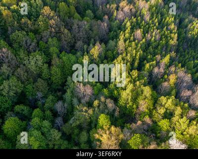 Blick Aus Der Vogelperspektive Auf Den Üppigen Grünen Wald Mit Birkenbäumen Und Sonnendurchfluteten Waldmustern Stockfoto