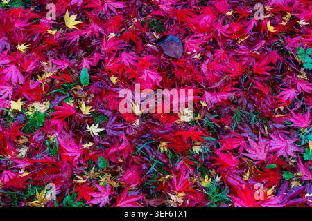 Nahaufnahme gefallener japanischer Ahornblätter in leuchtendem Rot und Rosa mit gelben Blättern auf Gras im Herbst Stockfoto