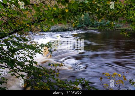 Redmire Falls am Fluss Uure, eingerahmt von überhängenden Ästen mit kaskadierenden Stromschnellen und Wäldern dahinter Stockfoto