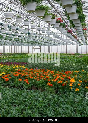 Helles Gewächshaus mit bunten blühenden Blumen und hängenden Töpfen in einer gewerblichen Pflanzenzüchterumgebung Stockfoto