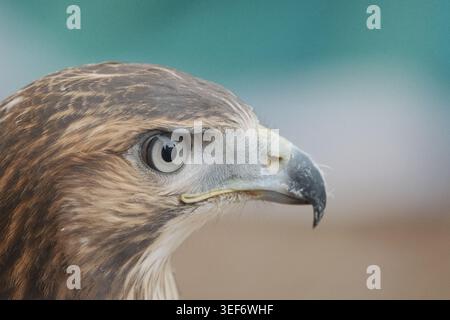 Eine Nahaufnahme des Kopfes eines Rotschwanzfalken. Stockfoto