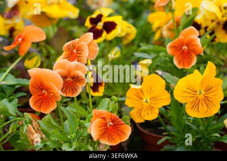 Detaillierte Nahaufnahme von bunten orangen und gelben Stiefmütterchen, die in einer kommerziellen Gewächshausschule wachsen Stockfoto