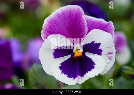 Makrobild einer leuchtenden violetten und weißen Stiefmütterchenblume mit weichem farbenfrohem Gartenhintergrund und lebendigen Blütenblättern Stockfoto