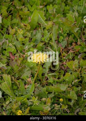 Einzelne hellgelbe Löwenzahnblüte blüht inmitten eines dichten Flecks von grünem Unkraut und Klee auf einem Frühlingsrasen Stockfoto