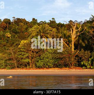 Küste der Andamanen Küste mit tropischem Wald. Sandstrand trifft auf dichtes Grün unter klarem Himmel. Palmen und verschiedene Vegetation entlang der Küste. Stockfoto
