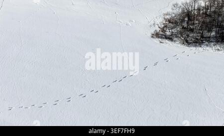 Schneebedecktes Feld mit Tierspuren und Wald Stockfoto