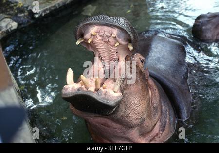 Ein Flusspferd öffnet seinen Mund weit, während er teilweise im Wasser des San Antonio Zoo untergetaucht ist, wahrscheinlich in der Nilpferdeausstellung im Brackenridge Park an der North St. Mary’s Street im Juli 1991 fotografiert. Ein zweites Nilpferd ist im Hintergrund sichtbar. Stockfoto