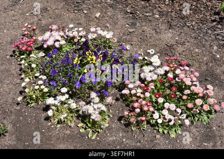 Lebendiges Frühlingsblumenbeet, bestehend aus mehreren Arten: Englische Daisies (Bellis perennis): Die kleinen, pomponartigen Blüten in Rosa-, Rot- und Stockfoto