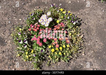 Lebendiges Frühlingsblumenbeet, bestehend aus mehreren Arten: Englische Daisies (Bellis perennis): Die kleinen, pomponartigen Blüten in Rosa-, Rot- und Stockfoto