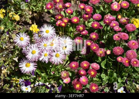 Lebendiges Frühlingsblumenbeet, bestehend aus mehreren Arten: Englische Daisies (Bellis perennis): Die kleinen, pomponartigen Blüten in Rosa-, Rot- und Stockfoto