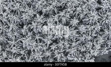 Von oben nach unten auf dichten, schneebedeckten Wald Stockfoto