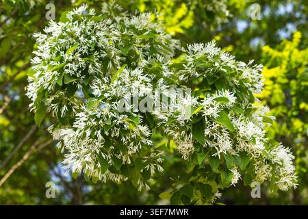 Weiße blühende Baumzweige im Sonnenlicht mit üppigem grünem Frühlingshintergrund Stockfoto
