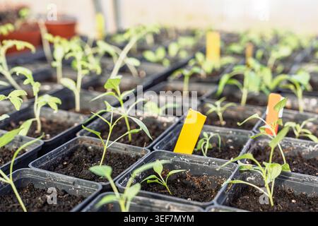 Setzlinge, die in Töpfen im Gewächshaus wachsen, junge Tomaten- und Pfefferpflanzen im frühen Frühjahr Stockfoto
