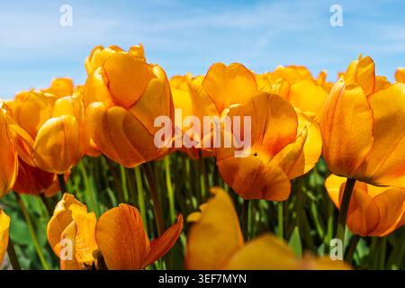 Nahaufnahme der leuchtenden gelben Tulpen, die an einem klaren Tag in einem sonnendurchfluteten niederländischen Feld blühen Stockfoto