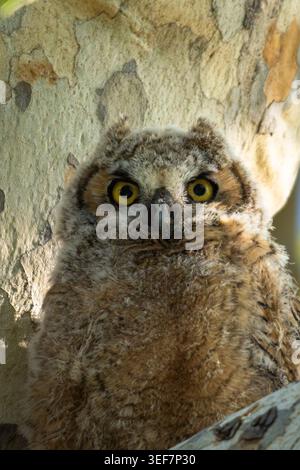 Junge Großhorneule Stockfoto