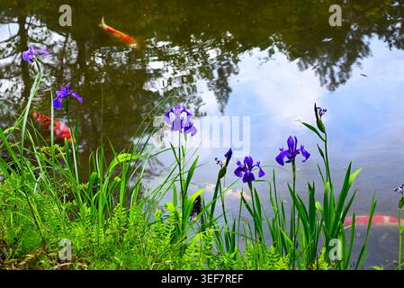 Iris laevigata (Kaninchenohriris) Blüten. Japanischer Name 'Kakitsubata'. Sie wächst in Feuchtgebieten und blüht im Frühsommer mit violetten Blüten. Stockfoto