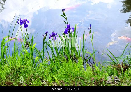 Iris laevigata (Kaninchenohriris) Blüten. Japanischer Name 'Kakitsubata'. Sie wächst in Feuchtgebieten und blüht im Frühsommer mit violetten Blüten. Stockfoto
