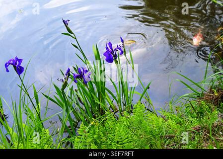 Iris laevigata (Kaninchenohriris) Blüten. Japanischer Name 'Kakitsubata'. Sie wächst in Feuchtgebieten und blüht im Frühsommer mit violetten Blüten. Stockfoto