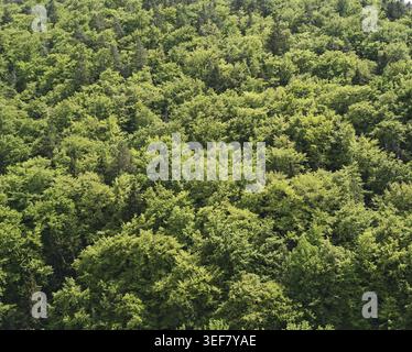 Panorama, Ein Blick auf einen dichten grünen Wald mit üppiger Vegetation im Frühling Stockfoto