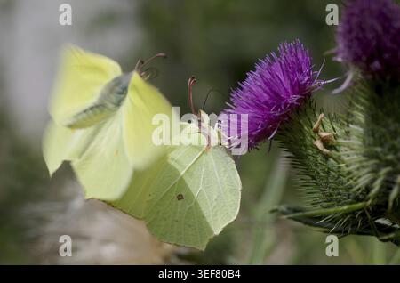 Zitronenfalter (Gonepteryx rhamni), zwei, Speerdistel (Cirsium vulgare), bunt, Nektar Stockfoto