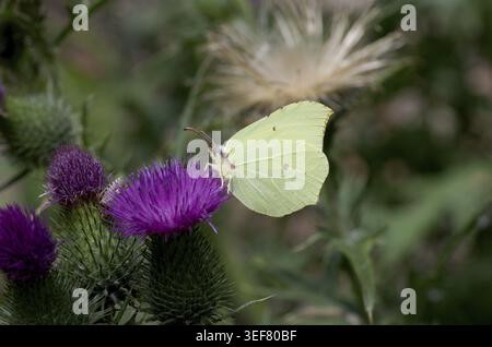 Zitronenfalter (Gonepteryx rhamni), Speerdistel (Cirsium vulgare), bunt, Nektar Stockfoto