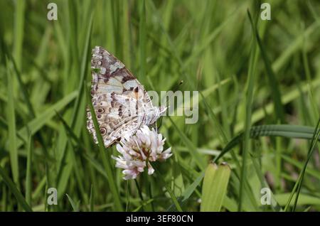 Distelschmetterling (Vanessa cardui), Wiese, Nektar, auf einer Kleeblüte sitzt der Distelschmetterling versteckt im Gras Stockfoto